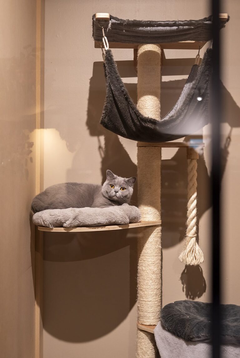 Cat's boutique Hôtel Room Uccle
