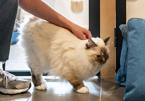 Cat's Boutique Hôtel - Déroulement de son séjour