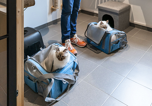 Cat's Boutique Hôtel - Déroulement de son séjour